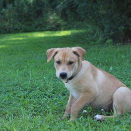 Carolina Dog Puppies from Williams Sweet Carolina