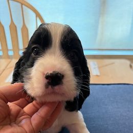Boy 3 - male English Springer Spaniel puppy in North Carolina from Ebenezer Valley ESS