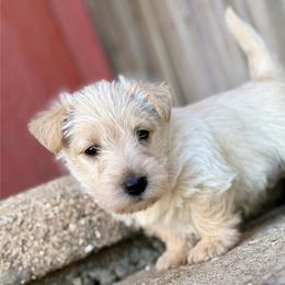 Sneezy (green) - Wheaten male Scottish Terrier puppy in Chattanooga, Oklahoma from Lottie Dottie Scottie’s and Papillons