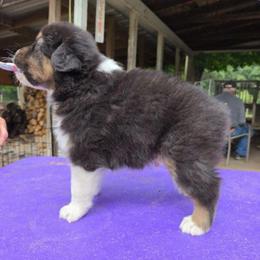 PineRiver Uniquely You - Black tri-color male Australian Shepherd puppy in Luther, Michigan from Pine River Australian Shepherds