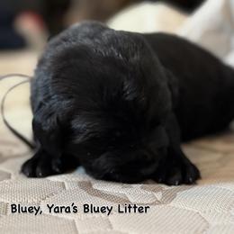 Bluey - Black female Labrador Retriever puppy in Owosso, Michigan from Bennington Retrievers