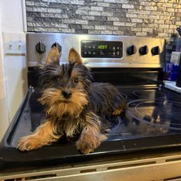 Jasper - Black and tan male Yorkshire Terrier puppy in Daleville, Indiana from Monarch Yorkshire Terriers
