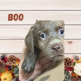 Boo - Silver female Dilute Retriever puppy in Somerset, Pennsylvania from Chickentown Labradors