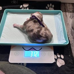 Purple collar girl - Red merle female Australian Shepherd puppy in Flat Rock, Alabama from Fluffy Butt Acres