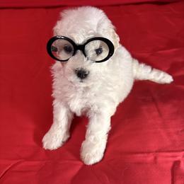 Baby - Red collar - White female Bichon Frise puppy in 63101 (St. Louis Metro Area), Missouri from BichonSTL