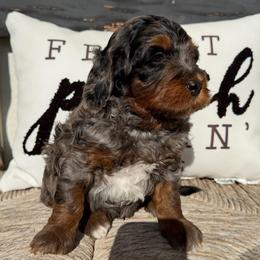 White Boy - Blue merle male Bernedoodle puppy in Fort Gibson, Oklahoma from Waggle Doodles