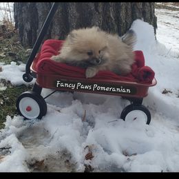Pomeranian Puppies from Fancy Paws Pomeranian