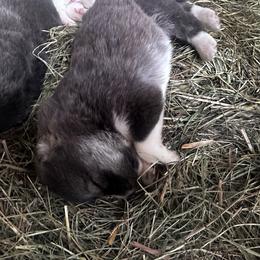 MoonShadow - Brindle female Colorado Mountain Dog puppy in Hot Sulphur Springs, Colorado from Stormy Heights Homestead