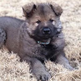 Shiloh Shepherds from Legacy Shilohs