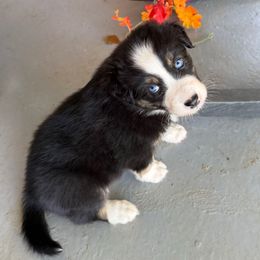 Maple - Black tri-color female Australian Shepherd puppy in Spartanburg, South Carolina from Hub City Aussies