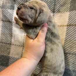 Red collar - Merle male Great Dane puppy in Tyler, Texas from Blessed By Danes