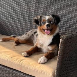 Zeva - Toy Australian Shepherd