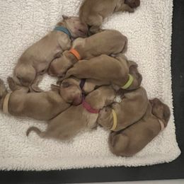 Golden Retriever Puppies from New Beginnings Acres Golden Retrievers