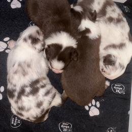 Miniature Australian Shepherd puppies from Bayou Blues Farm