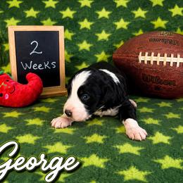 George - Black and white male Sheepadoodle puppy in Glen Rose, Texas from Clevenger’s Sheepadoodle Fur Baby Farm