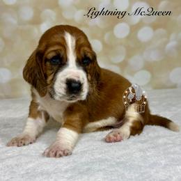 Lightning McQueen - Mahogany and white male Basset Hound puppy in Dingess, West Virginia from Tuckers' Howling Hounds