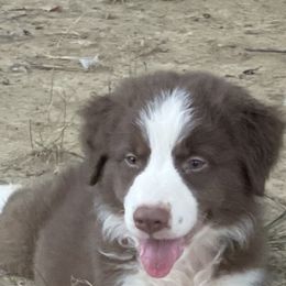 Australian Shepherd Puppies from Elliott’s Aussies