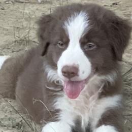 Australian Shepherd Puppies from Elliott’s Aussies