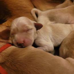 Purple - Light golden female Golden Retriever puppy in Greensburg, Kentucky from Southern Springs Goldens