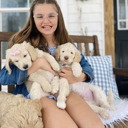 Goldendoodle Puppies from Lakeside Doodles MN