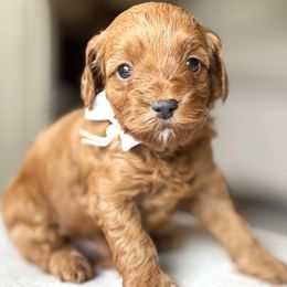 Urban (White Collar Male) - Red male Cavapoo puppy in Pleasant Hill, Iowa from Harvest Creek