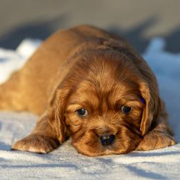 Nathan Detroit - Ruby male Cavalier King Charles Spaniel puppy in Chico, California from Valley Cavaliers