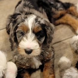 Australian Labradoodle, Bernedoodle, and Sheepadoodle Puppies from Lookingglass Doodles