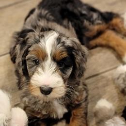 Australian Labradoodle, Bernedoodle, and Sheepadoodle Puppies from Lookingglass Doodles