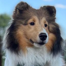 Emmy - Shetland Sheepdog