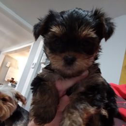 Boy 1 - Black and tan Yorkshire Terrier puppy in Jacksonville, Arkansas from Royal Yorkie Terrier