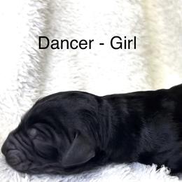 Girl 2 - female Bernedoodle puppy in Greenville, South Carolina from Halo BerneDo
