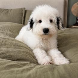 Cash - Black and white male Sheepadoodle puppy in Norwood, Missouri from Neuroth Pup Co.