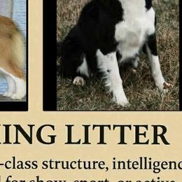 Border Collies from Ransom Ridge Border Collies