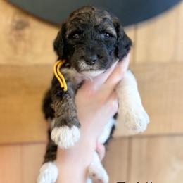 Girl 7 - Black and white female Sheepadoodle puppy in Danville, Indiana from Marley’s Doodle Ranch