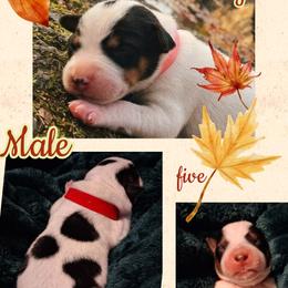 Five - Blue male Australian Cattle Dog puppy in Fife Lake, Michigan from Kurczak Farm LLC