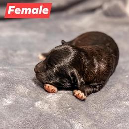 Aussiedoodle Puppies from Kce Ranch Aussiedoodles