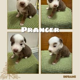 Prancer - Red tri male Toy Australian Shepherd puppy in Menan, Idaho from Teton Toy Aussies