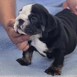 Ben - Black tri-color male Bulldog puppy in Albany, Oregon from Red Cloud Australian Shepherds and DeGray Great Danes & Bulldogs