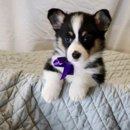 Pembroke Welsh Corgi Puppies from Flat town corgis
