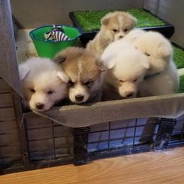 Japanese Akitainu Puppies from Four Seasons Akita (Shikisou)