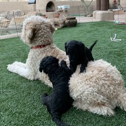 Goldendoodles from Phoenix Goldendoodles