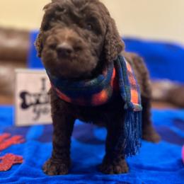 Poodle Puppies from Semmy’s standard Poodle