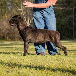 River - Cane Corso