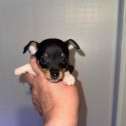 K Pup 1 - White black and tan female Toy Fox Terrier puppy in Clermont, Florida from Debbie Hiles's Toy Fox Terriers