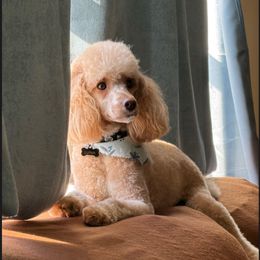 Luna - Poodle