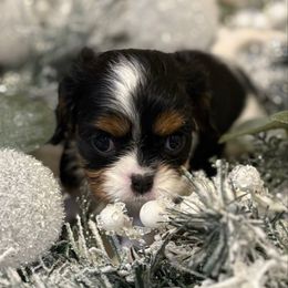Jasmine - Tri-color female Cavalier King Charles Spaniel puppy in Salina, Utah from Corner house cavaliers
