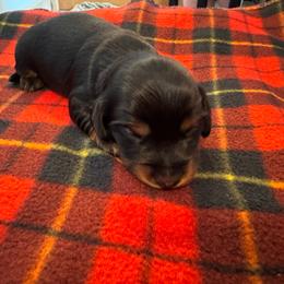 Rascal - Black and tan male Dachshund puppy in Corbin, Kentucky from Doxie Dapples