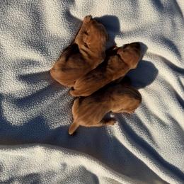 Girl 3 - Golden rust female Vizsla puppy in Albany, Texas from Big Country Kennels