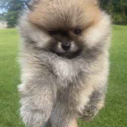 Pomeranian puppies from Bourlet Poms