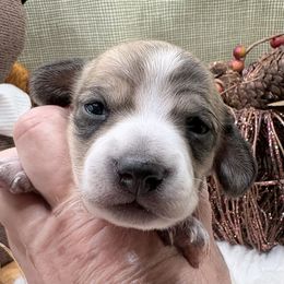 Candy - Piebald female Dachshund puppy in Hockley, Texas from Shans Down Home Doxies